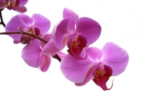 Feature Flower Friday - Orchids - from the Garden of Eden