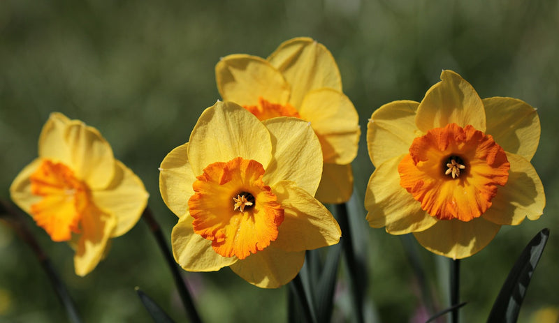 Feature Flower Friday - Narcissus (Holly)