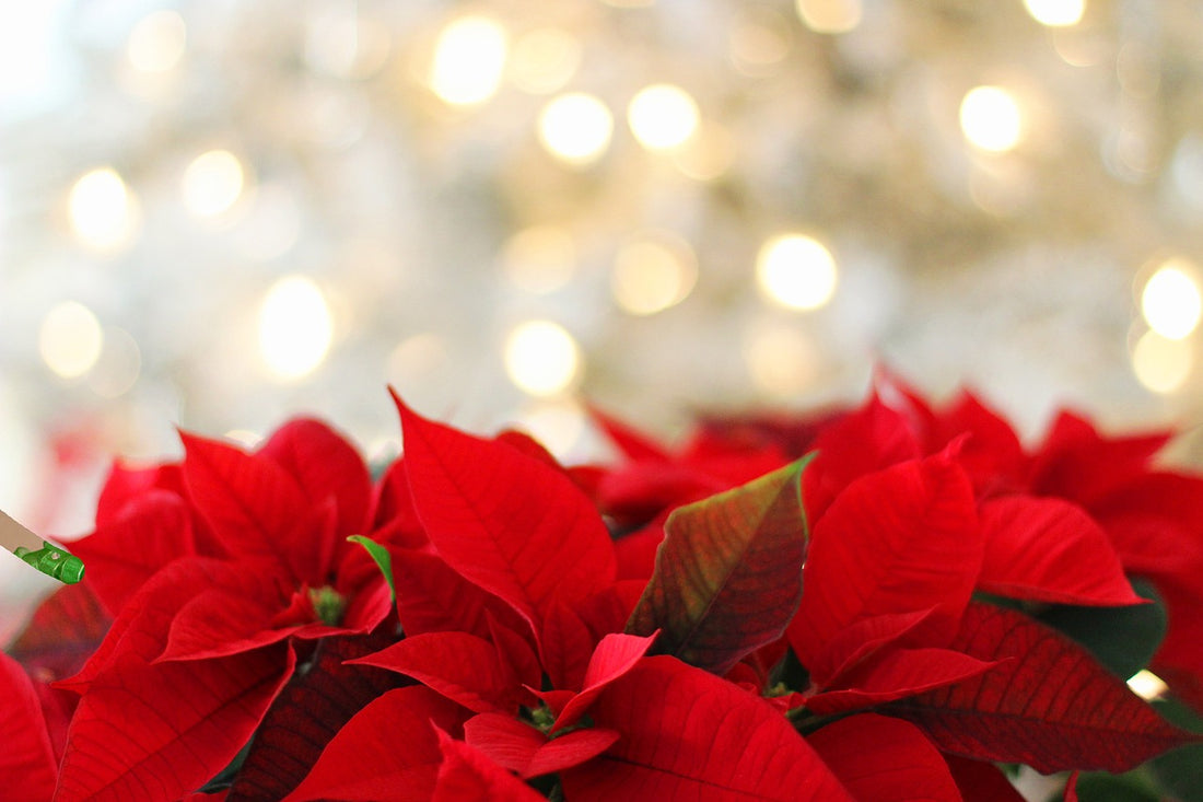 Tip of the Week: Poinsettia Care
