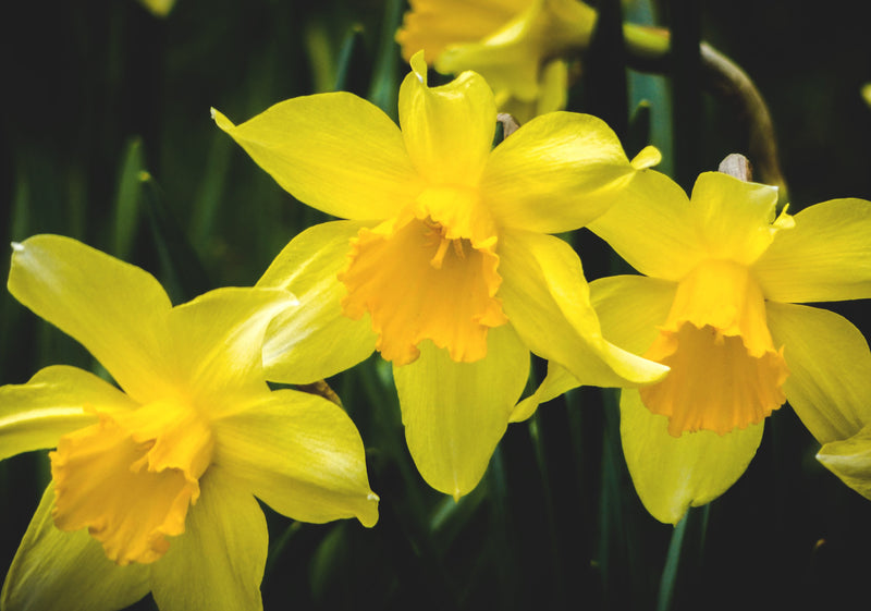 Feature Flower Daffodils - from Garden of Eden Flower Shop