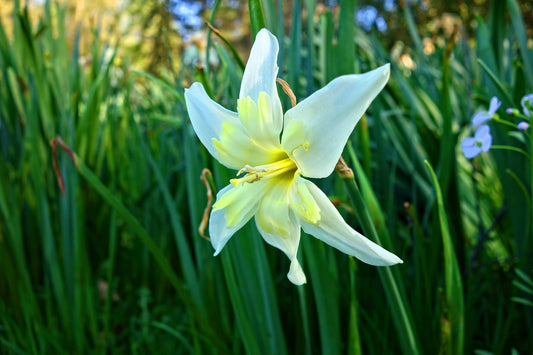 Feature Flower Friday - Star of Bethlehem