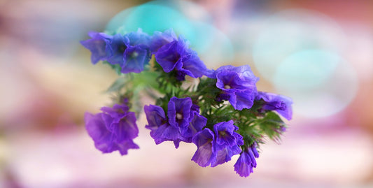 Feature Flower Friday: Statice