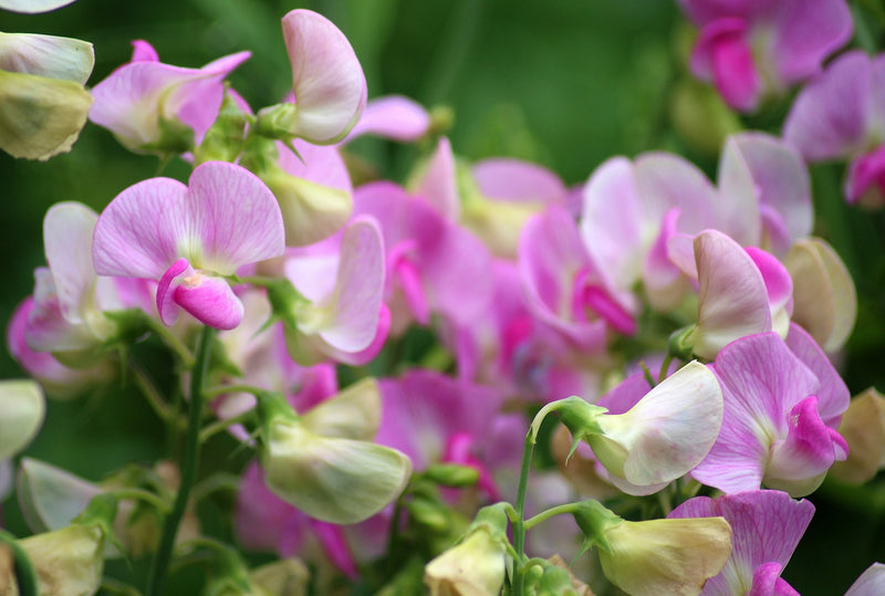 Feature Flower Friday: The Sweet Pea