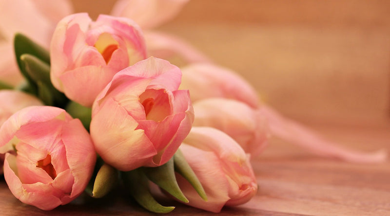 Feature Flower Friday: Tulips