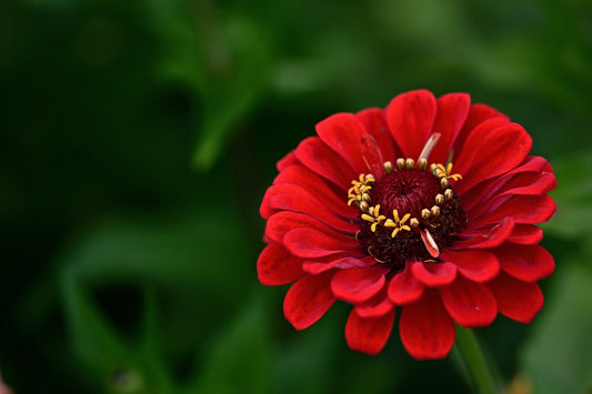 Feature Flower Friday: Zinnia