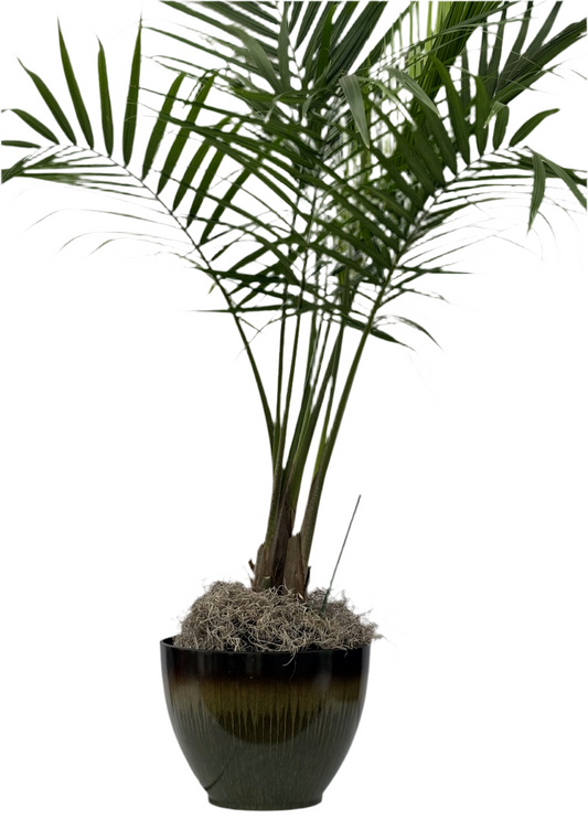 Majesty Palm