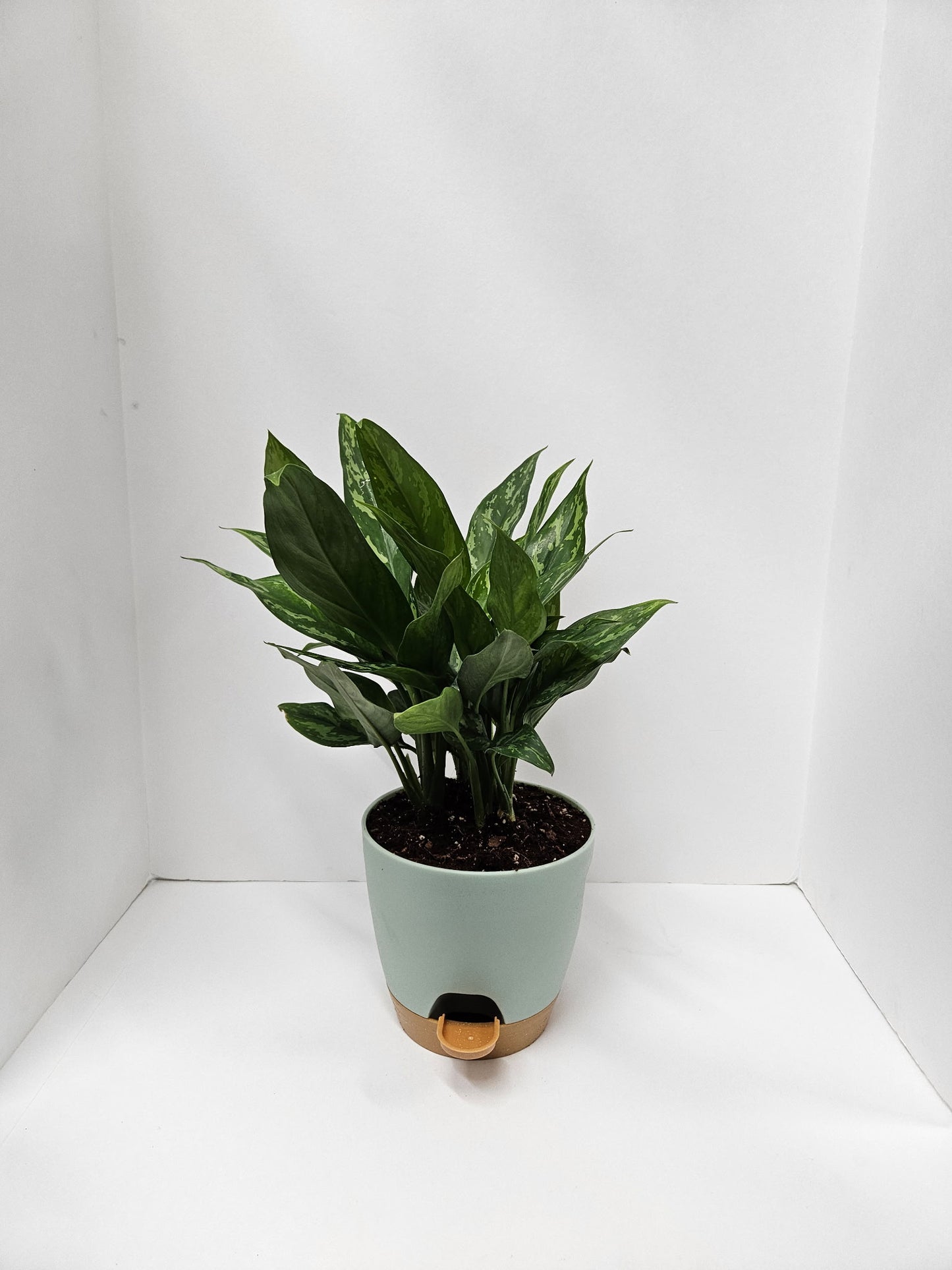 Aglaonema - Asst varieties