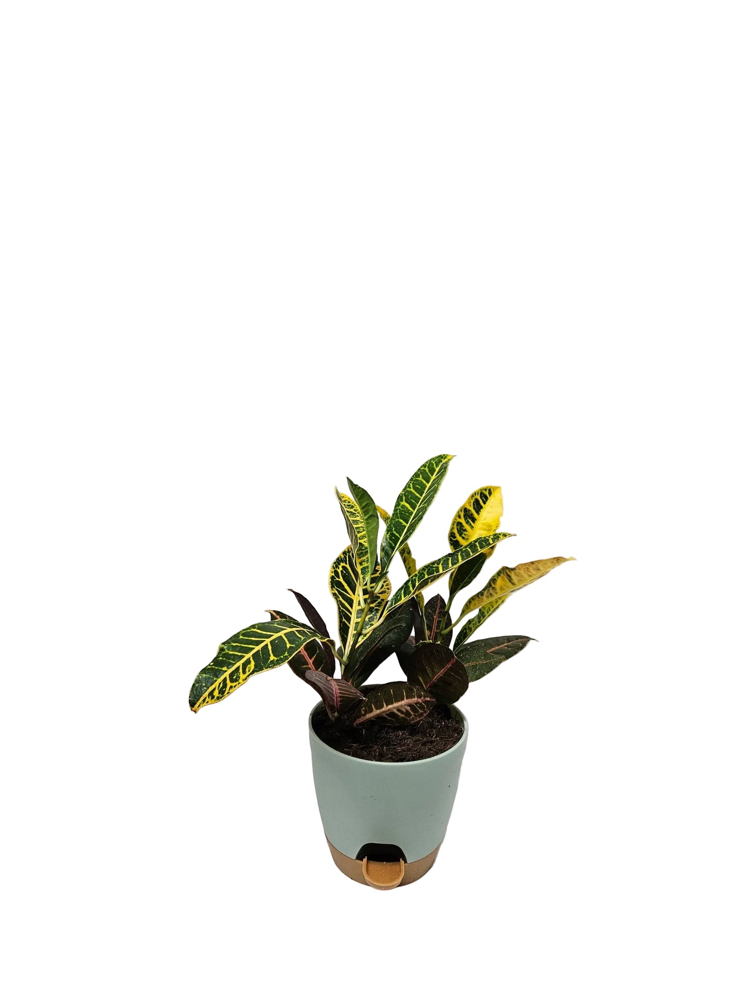 Croton - Assorted Variety