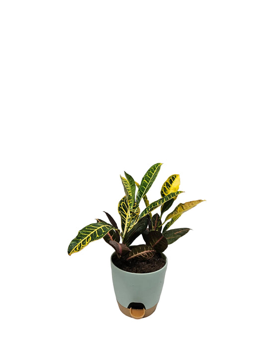 Croton - Assorted Variety