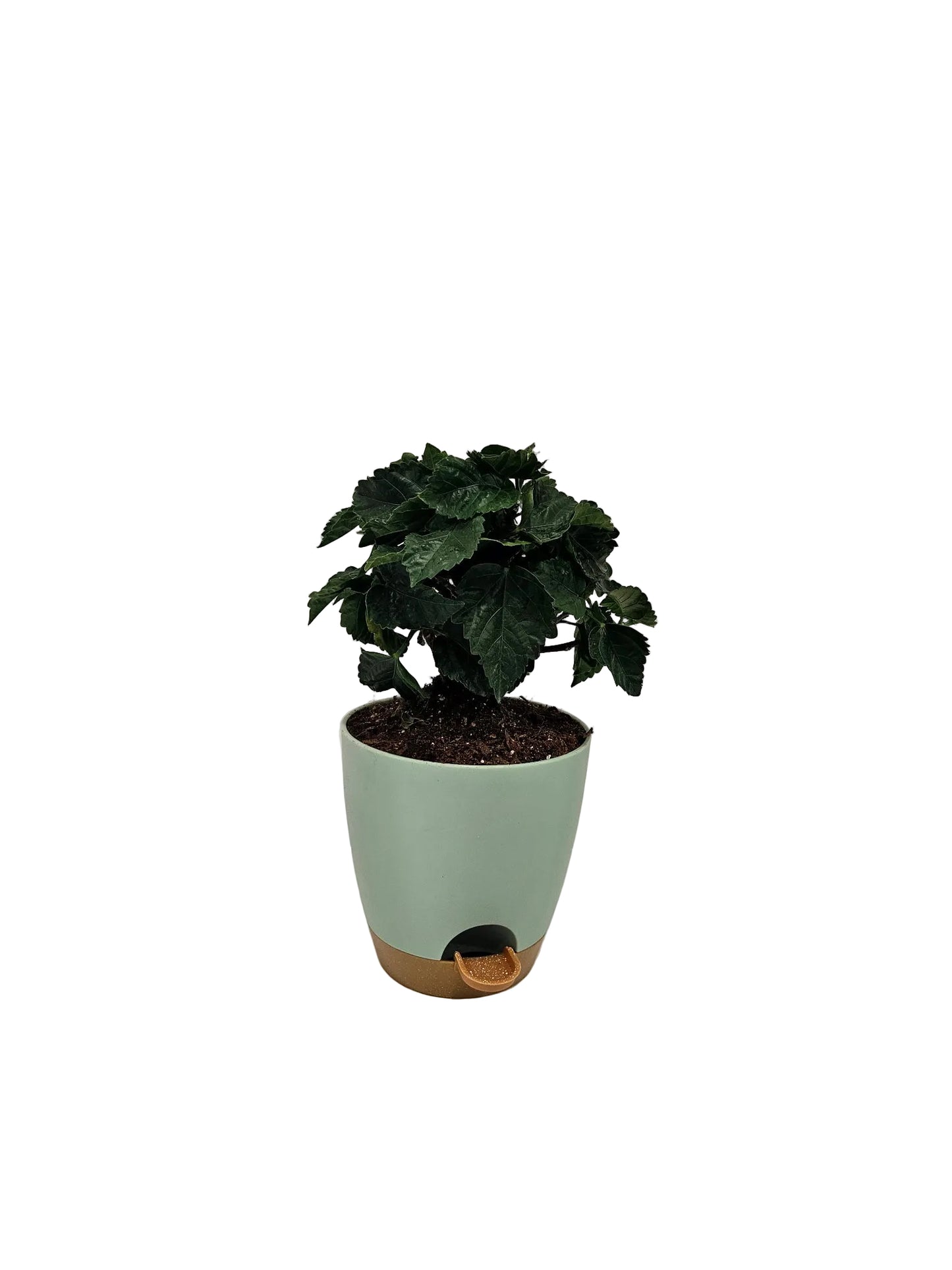 Hibiscus Plant