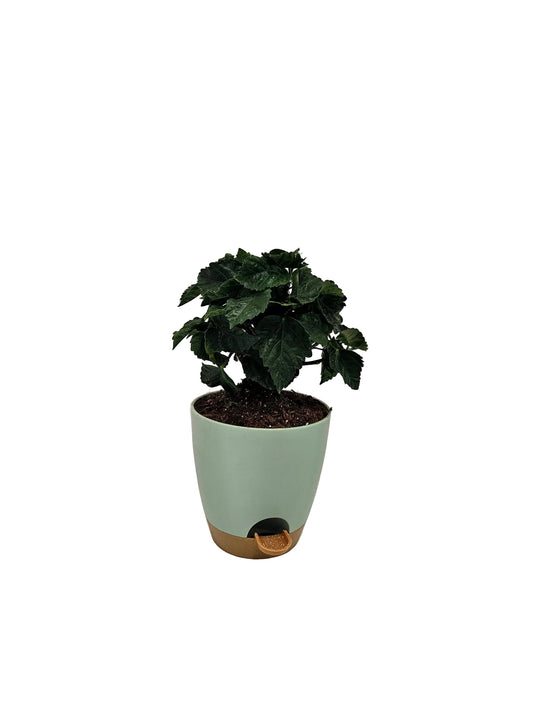 Hibiscus Plant
