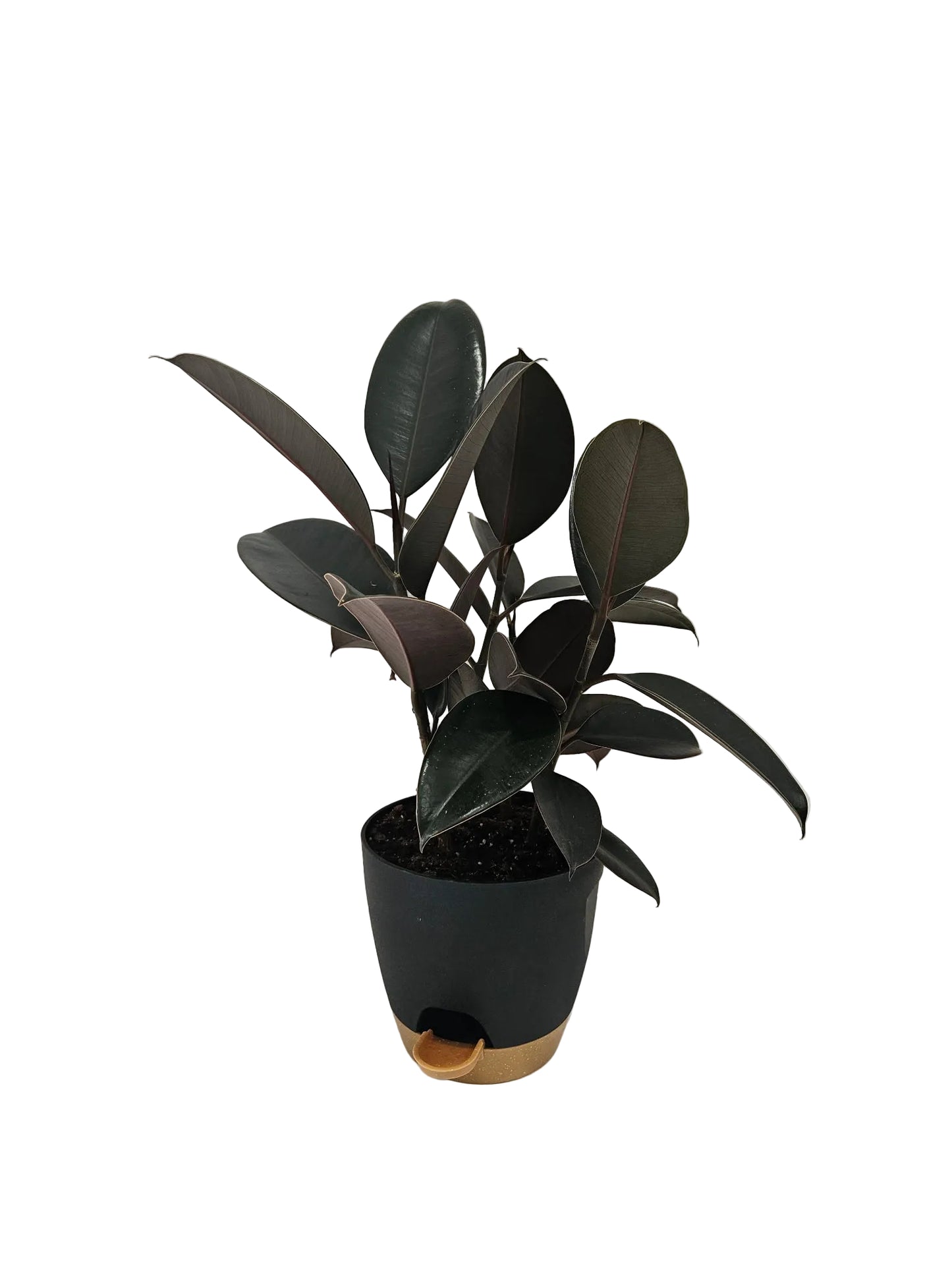 Ficus Plant - Assorted