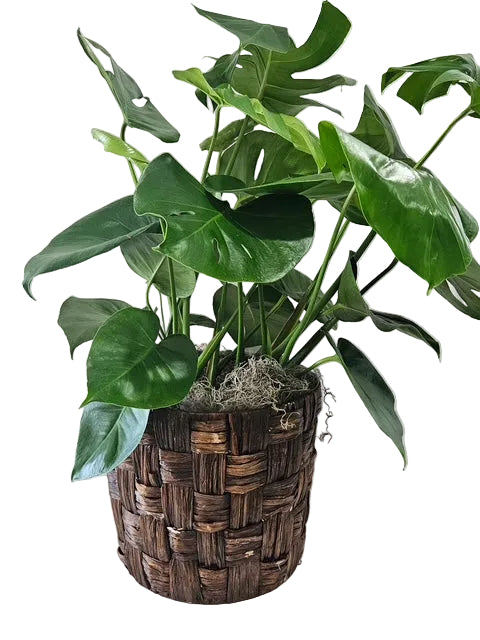Monstera Plant