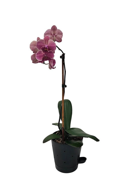 Phalaenopsis Orchid Planter