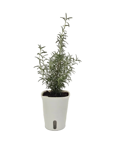 Rosemary Plant