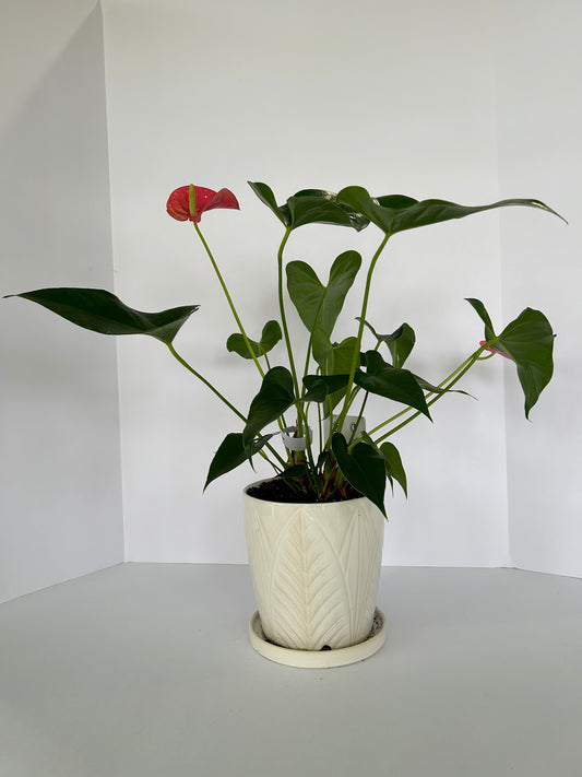 Anthurium - Plant