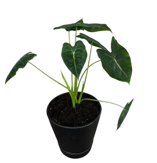Alocasia Dragon Scale