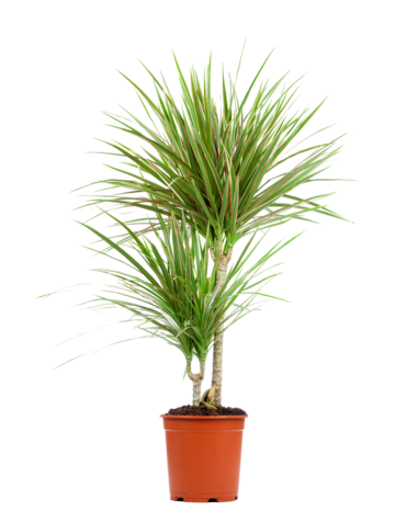 Dracaena