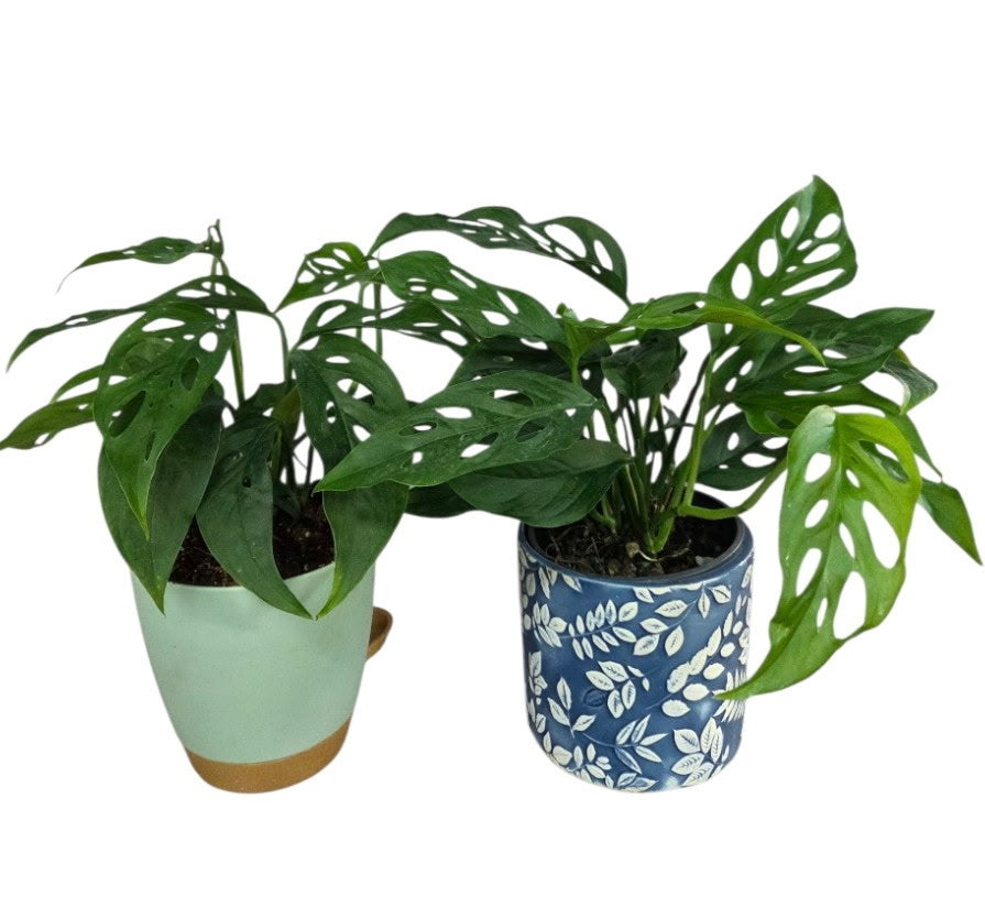 Swiss Cheese Plant
