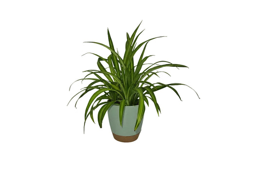 Spider Plant