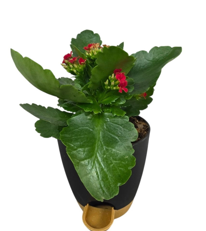 Blooming Kalanchoe Plant