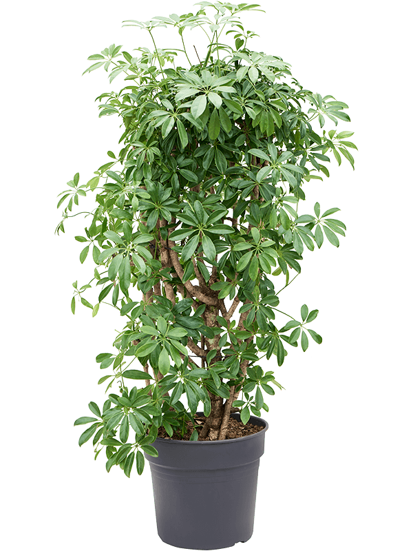 Schefflera arboricola (umbrella plant)