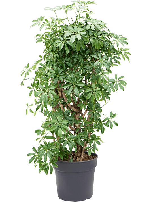 Schefflera arboricola (umbrella plant)