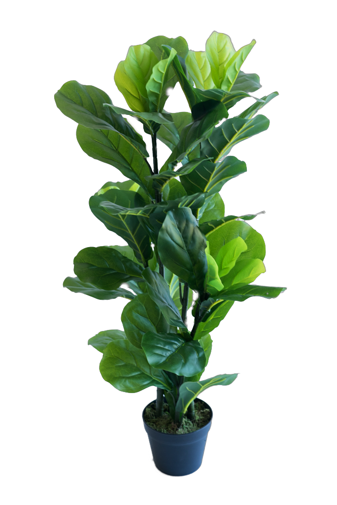 Fiddle Leaf Fig (Ficus lyrata)