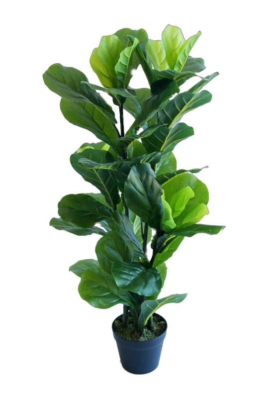 Fiddle Leaf Fig (Ficus lyrata)