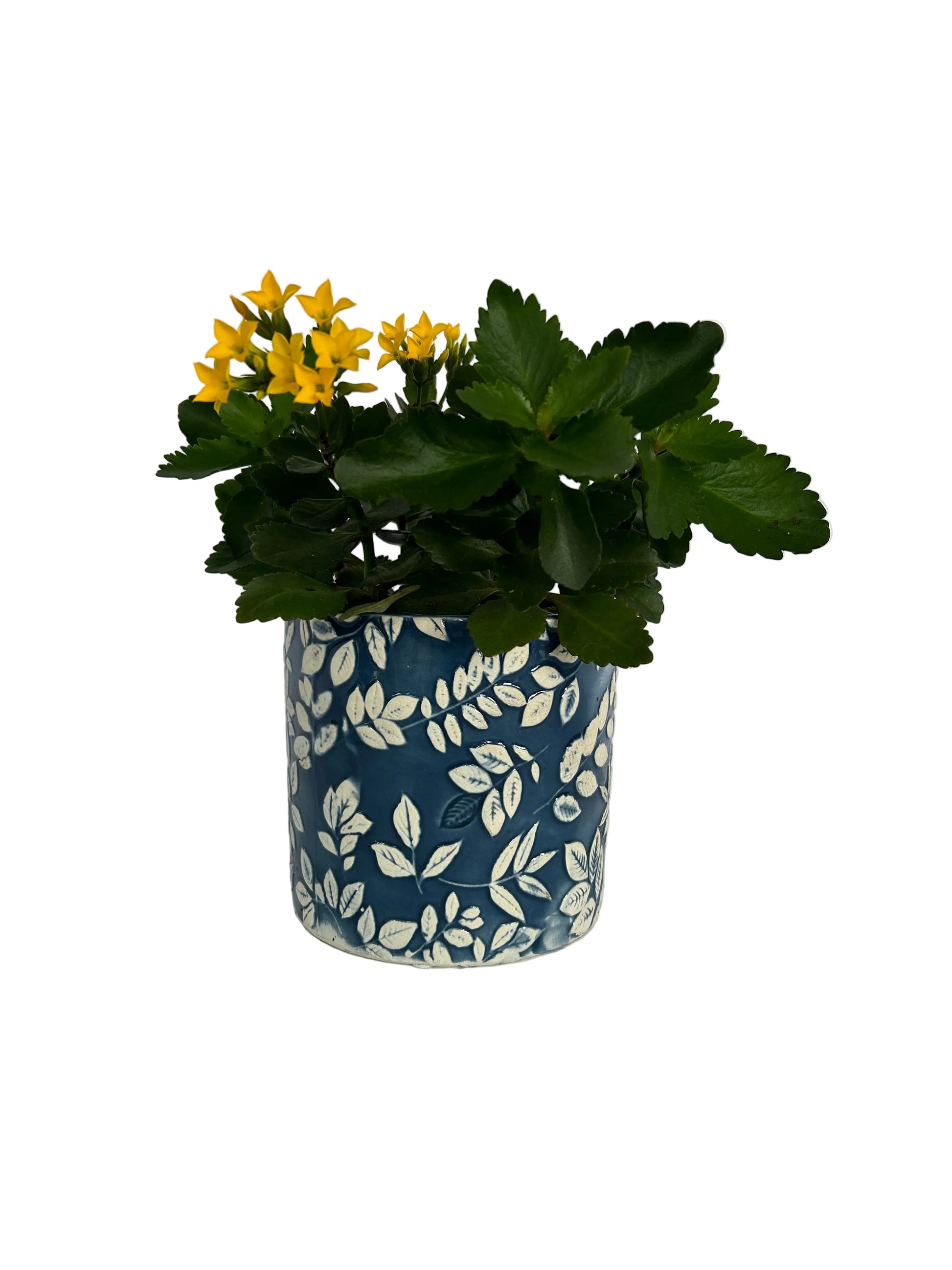 kalanchoe house plant care Blooming Kalanchoe Plant