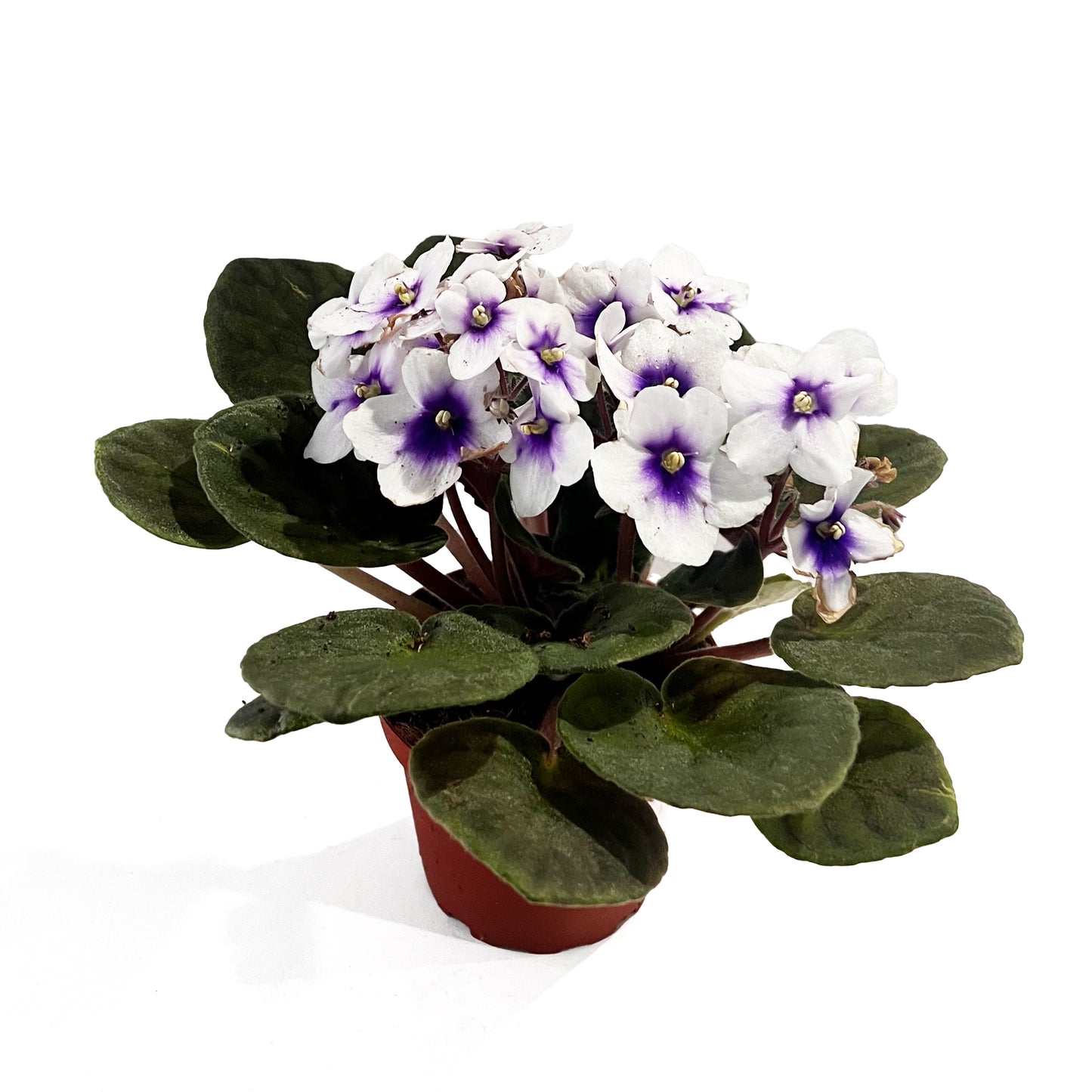 African Violet