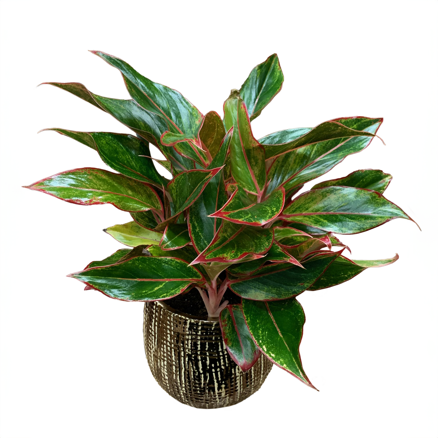 Aglaonema Red Siam