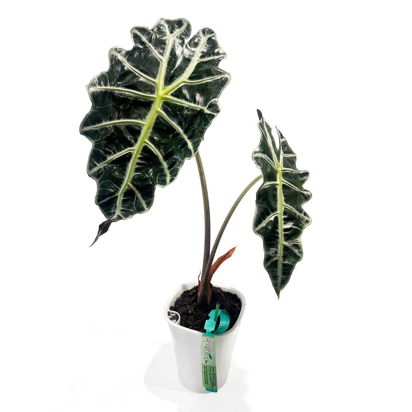 Alocasia "Princess Polly"