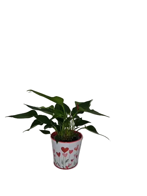 Anthurium - Plant