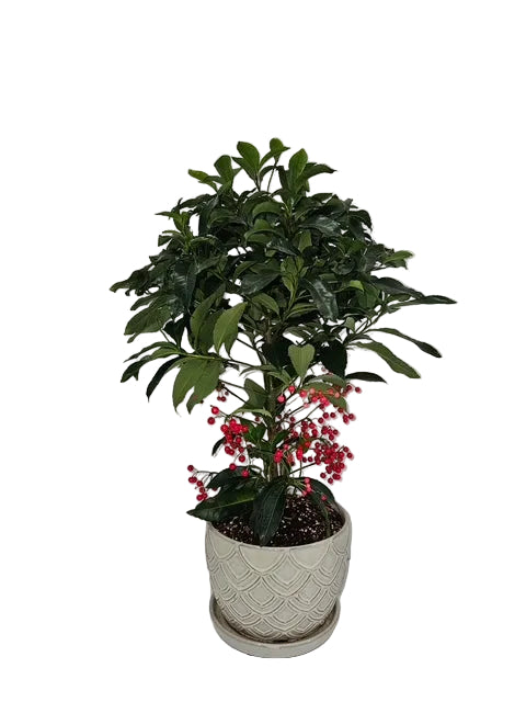 Ardisia plant