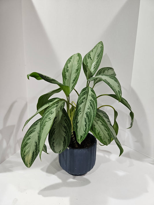 Silver Bay Aglaonema