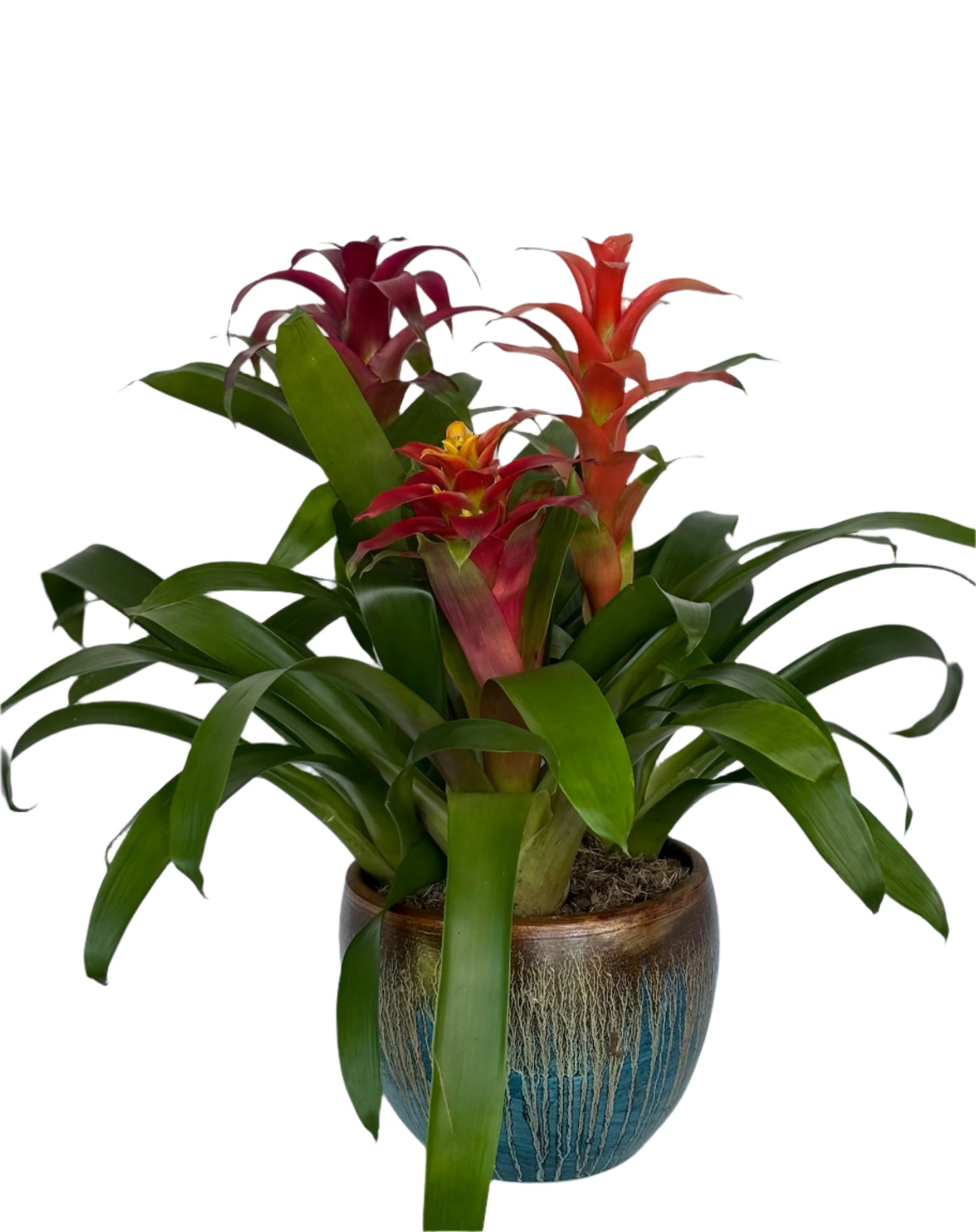 Bromeliad Garden