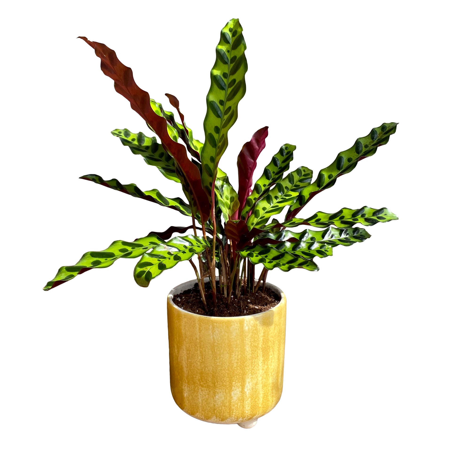 Calathea Rattlesnake – The Garden of Eden Flower Shop