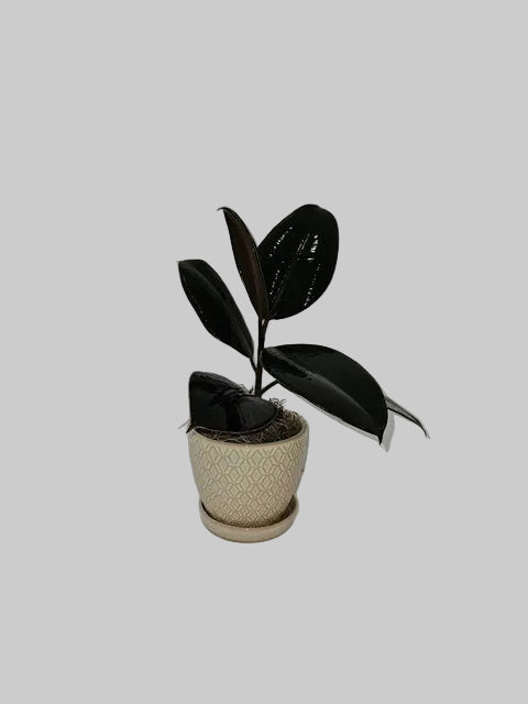 Ficus Plant - Assorted