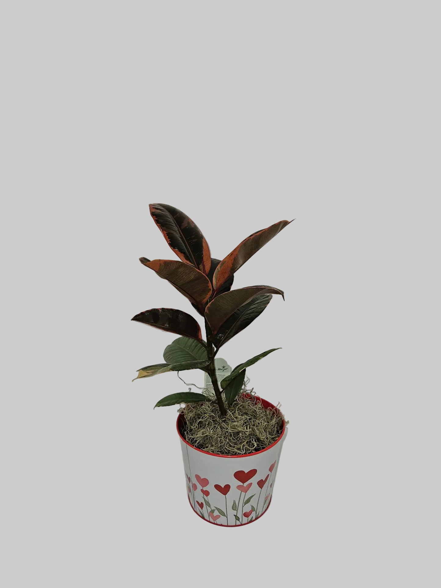 Ficus Plant - Assorted