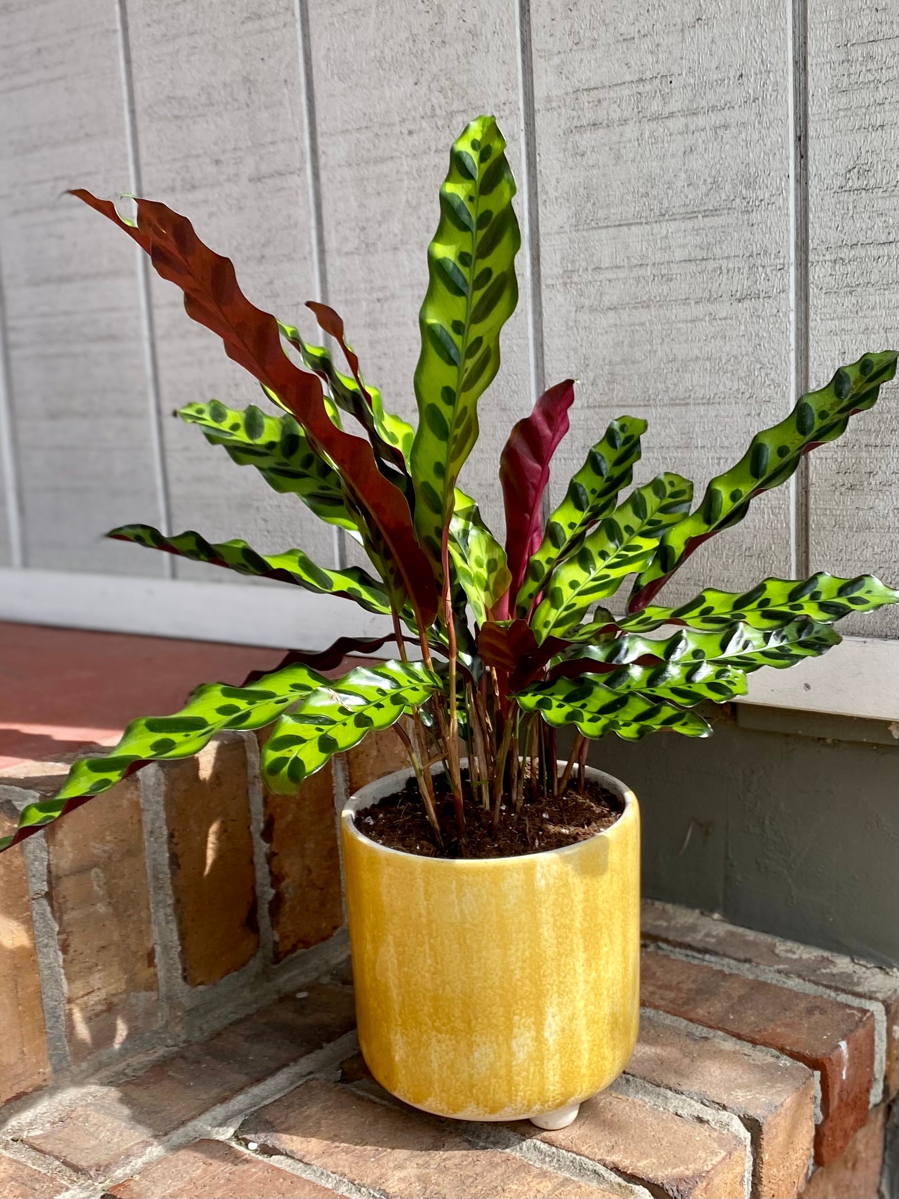 rattlel snake plant Calathea Rattlesnake – The Garden of Eden Flower Shop