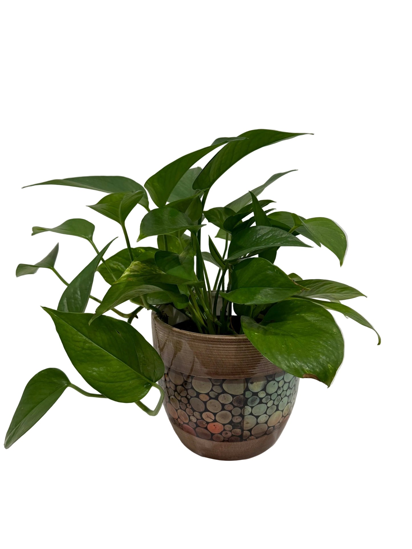 Golden Pothos (Epipremnum aureum)