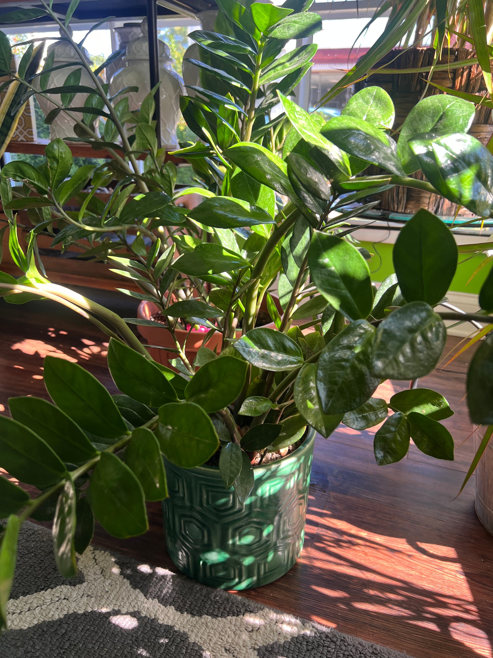 where to buy a zz plant in store ZZ Plant