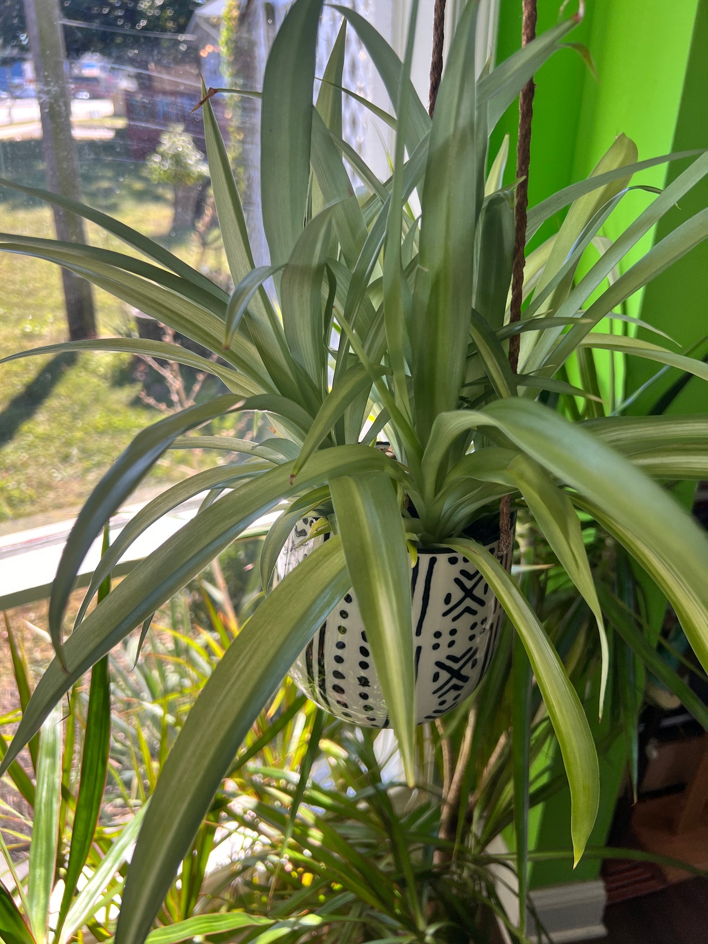 Spider Plant