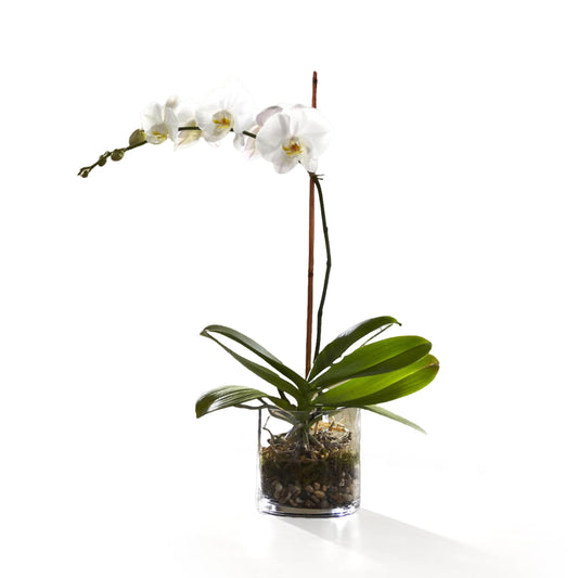 Orchid Planter