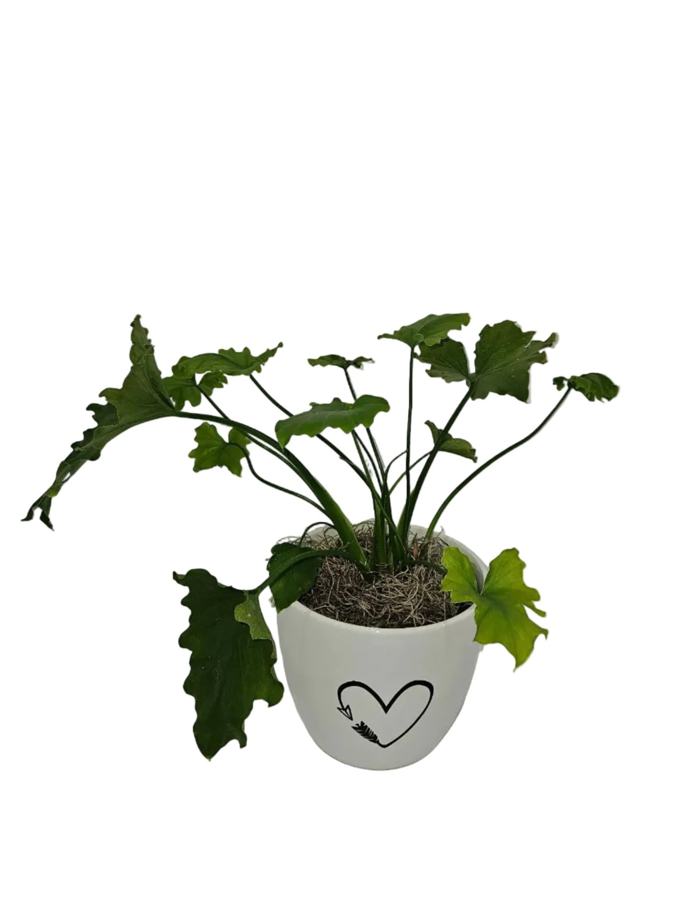 Philodendron Assorted