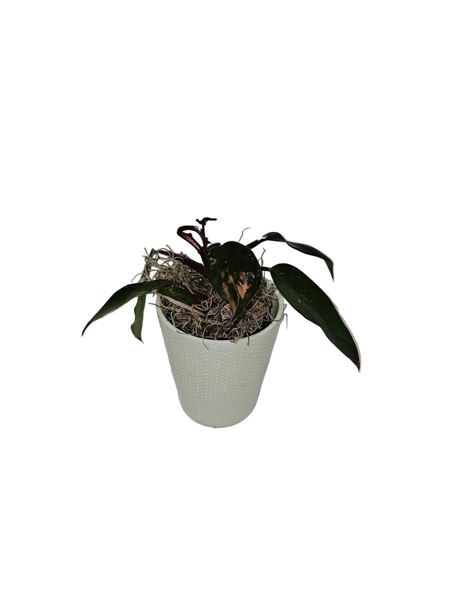 Philodendron Assorted