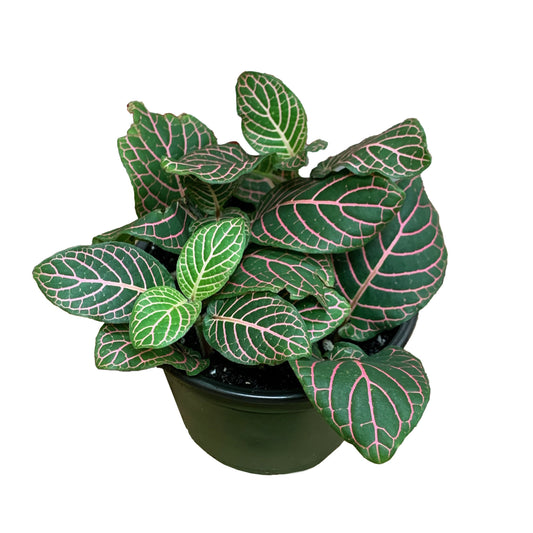 Pink Fittonia Plant