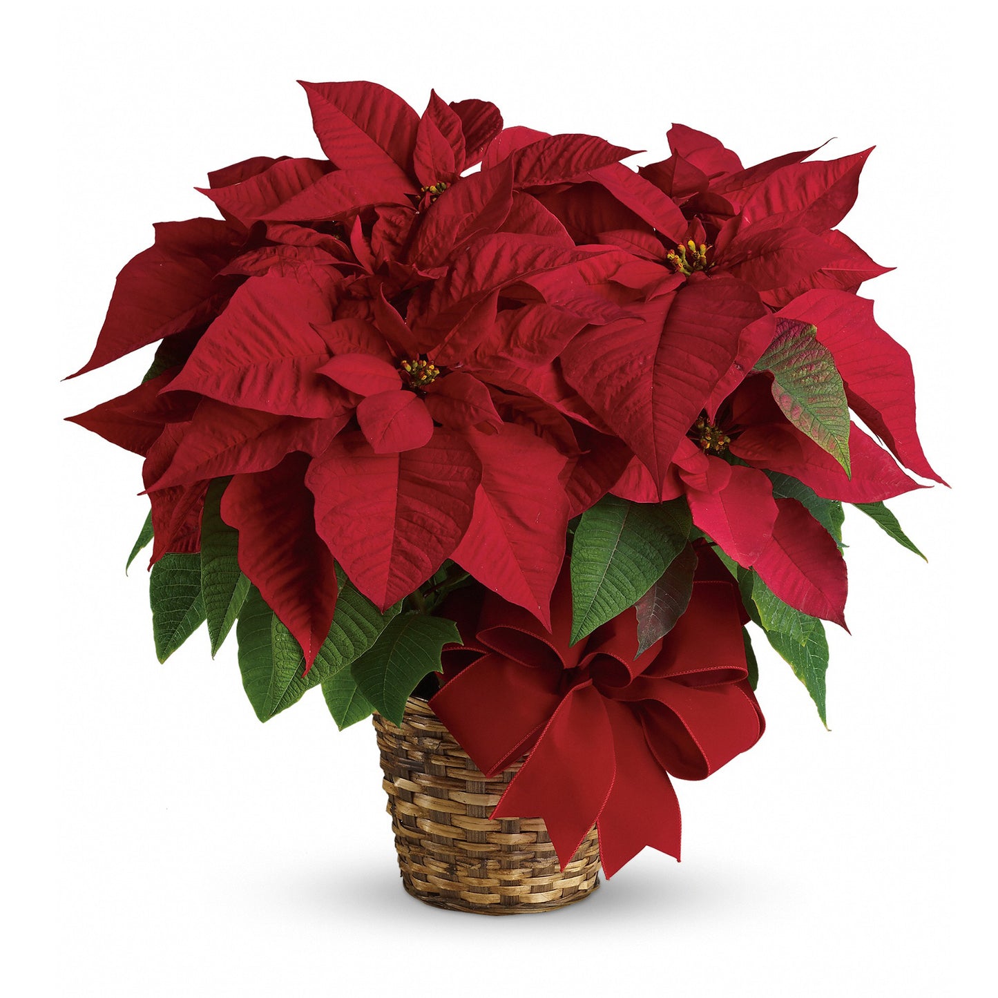 Poinsettias