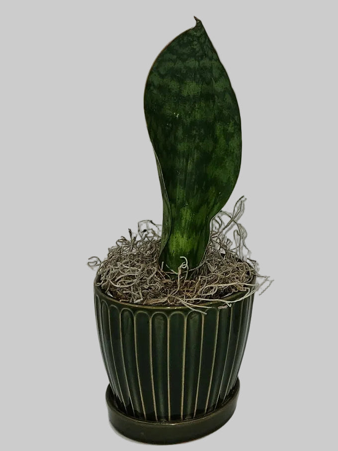Sansevieria Assorted